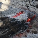 (c) BFKDO Gänserndorf, FF Probstdorf